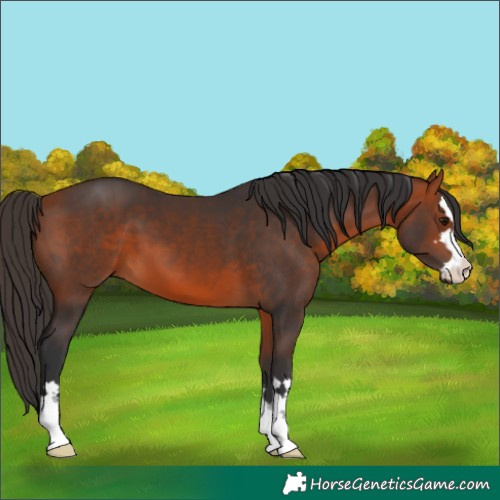 Horse Color:Bay 