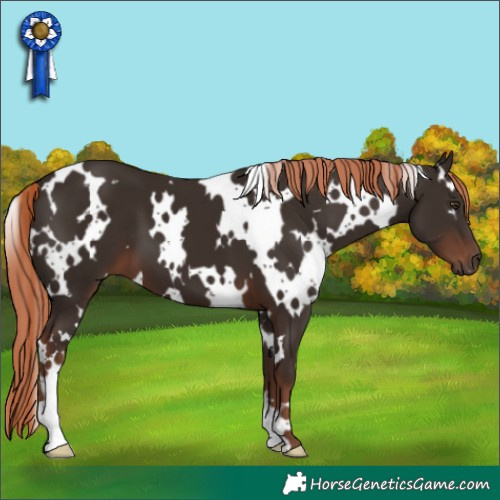 Horse Color:White Spotted Liver Chestnut