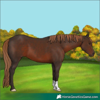 Horse Color:Liver Chestnut