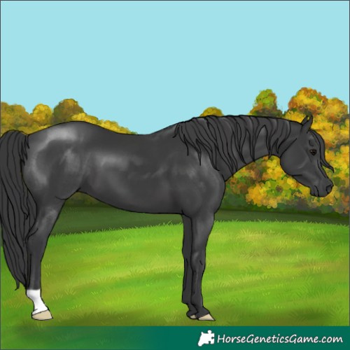 Horse Color:Black 