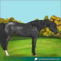Horse Color:Black 