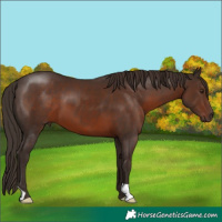 Horse Color:Liver Chestnut