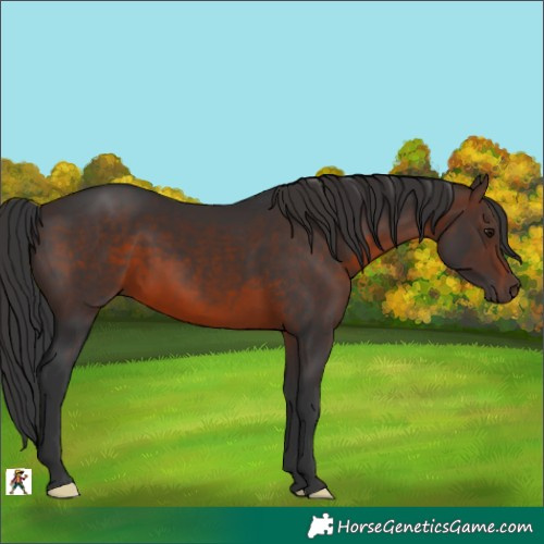 Horse Color:Brown 