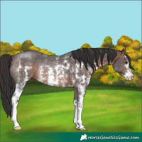 Horse Color:Brown Sabino Rabicano