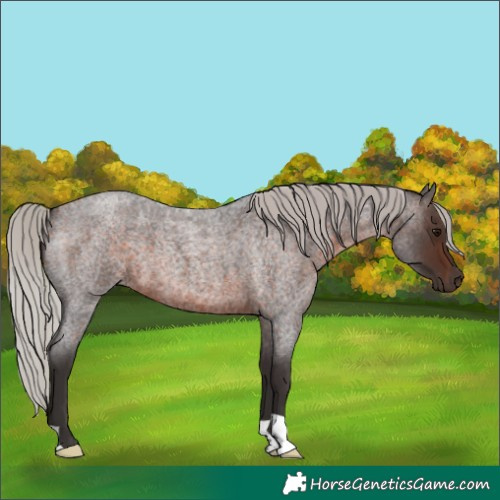 Horse Color:Silver Brown Roan 