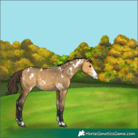 Horse Color:White Spotted Buckskin Dun Sabino 