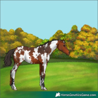 Horse Color:White Spotted Bay 