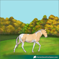 Horse Color:Palomino Tobiano Rabicano 