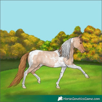 Horse Color:Red Roan Tobiano Rabicano 