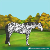 Horse Color:Black Appaloosa