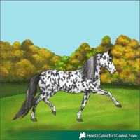 Horse Color:Black Appaloosa
