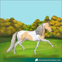 Horse Color:Palomino Tobiano 