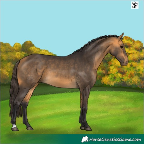 Horse Color:Buckskin 