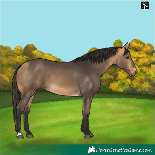 Horse Color:Buckskin