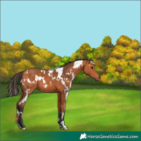 Horse Color:White Spotted Bay 