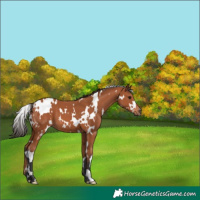 Horse Color:White Spotted Bay