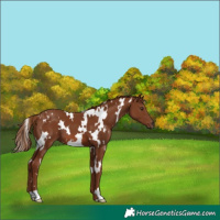 Horse Color:White Spotted Chestnut