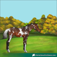 Horse Color:White Spotted Brown