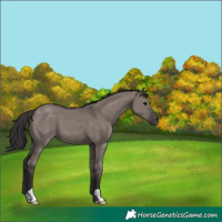 Horse Color:Smoky Grullo 