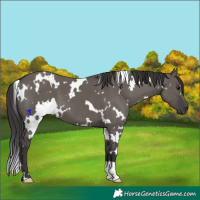 Horse Color:White Spotted Smoky Grullo 