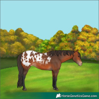 Horse Color:Bay Appaloosa 