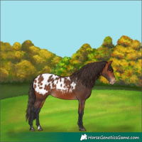 Horse Color:Bay Appaloosa