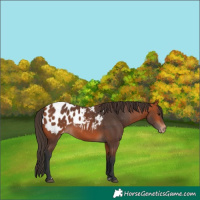 Horse Color:Bay Appaloosa