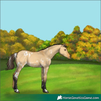 Horse Color:White Spotted Buckskin Dun