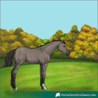 Horse Color:Smoky Grullo