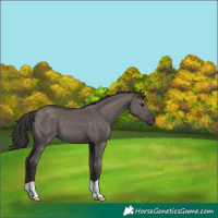 Horse Color:Smoky Grullo