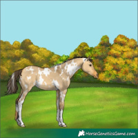 Horse Color:White Spotted Buckskin Dun 