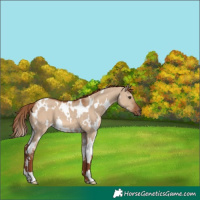 Horse Color:White Spotted Red Dun 