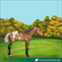 Horse Color:White Spotted Silver Buckskin Rabicano