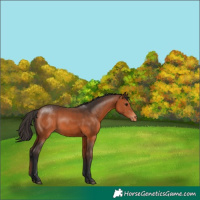 Horse Color:Bay Appaloosa 