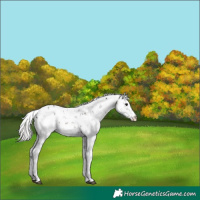 Horse Color:Silver Brown Sabino
