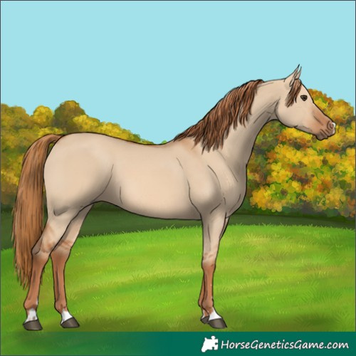 Horse Color:Red Dun 
