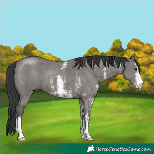 Horse Color:Grullo Sabino 