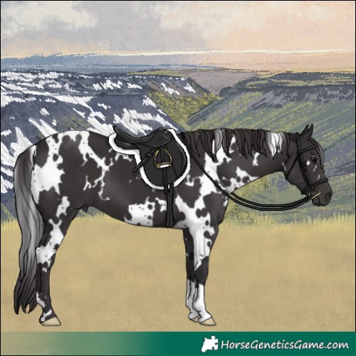Horse Color:White Spotted Smoky Black 