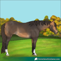 Horse Color:Buckskin 