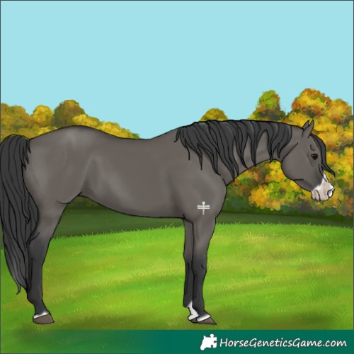 Horse Color:Grullo Splash Frame 