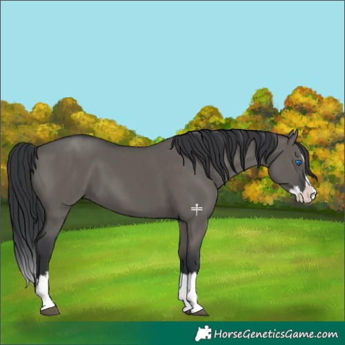 Horse Color:Grullo Splash 