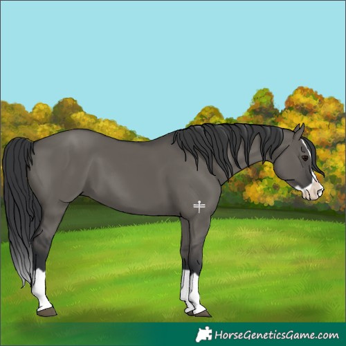 Horse Color:Grullo Splash 