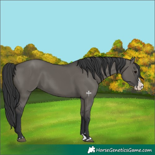 Horse Color:Grullo Splash 