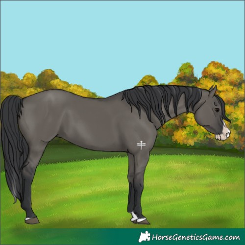 Horse Color:Grullo Splash 