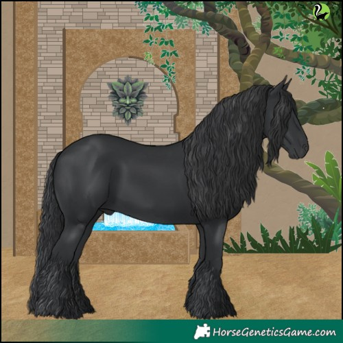 Horse Color:Black 