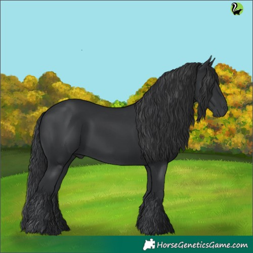 Horse Color:Black 
