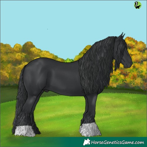 Horse Color:Black 