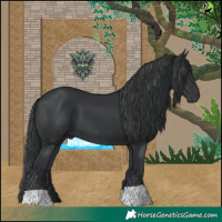 Horse Color:Black 