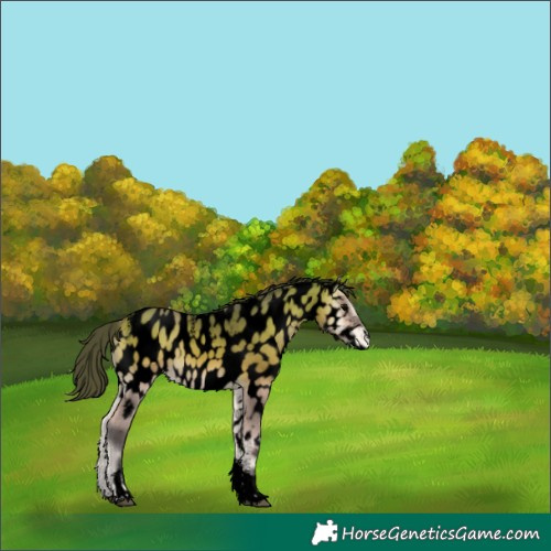 Horse Color:Powder White Void Buckskin Onyx Tobiano Appaloosa 