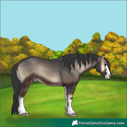 Horse Color:Blue Onyx 